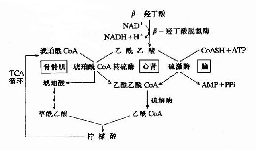 酮体利用过程