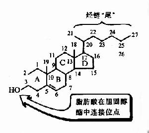 胆汁酸和胆汁酸盐的肝肠循环