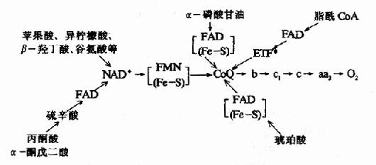 琥珀酸氧化呼吸链