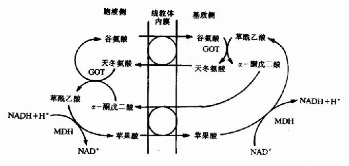 α磷酸甘油穿