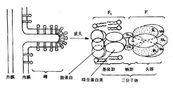 线粒体内膜上三联体(三分子体)结构示意图