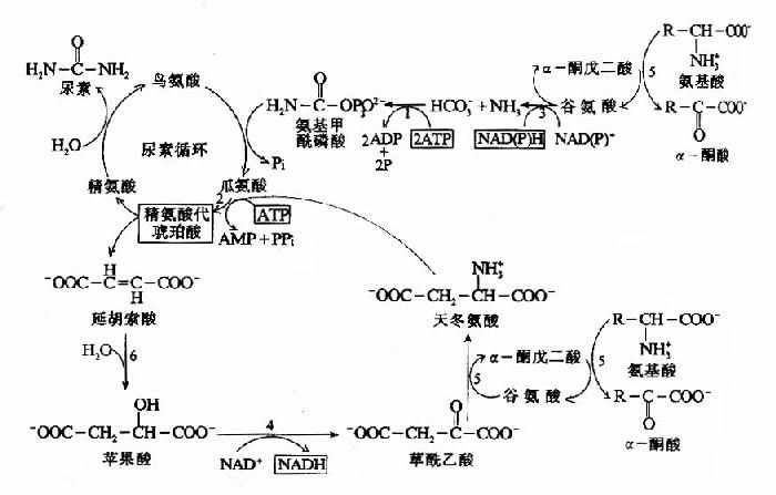 尿素循环的能量代谢