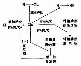 内源性凝血的接触活化阶段