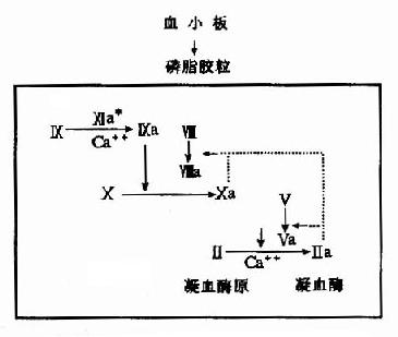 内源性凝血的磷脂胶粒反应阶段