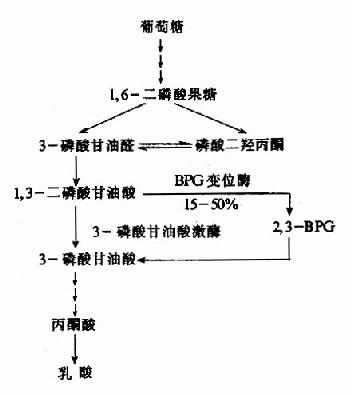 2，3-BPG支路