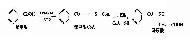 甘氨酸结合反应