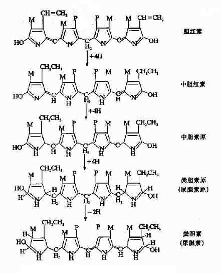 胆红素在肠内的变化