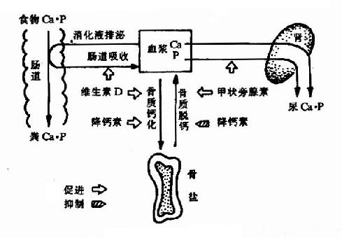 钙磷代谢概貌