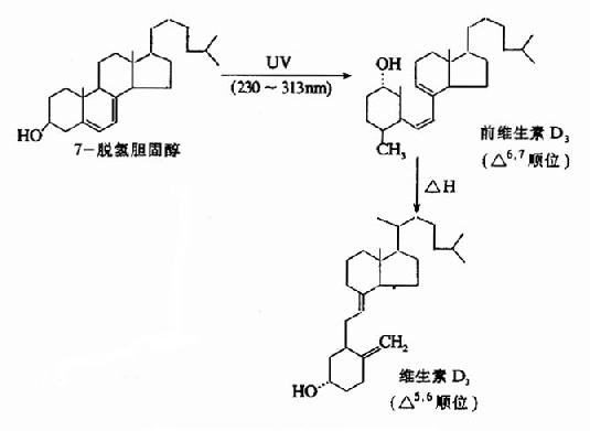 维生素D3的生成