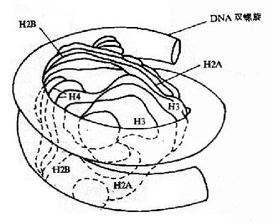 DNA的高级结构