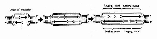 DNA的半不连续复制和复制泡的形成