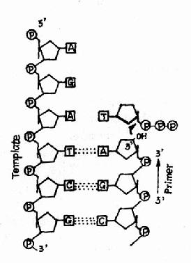 DNA聚合酶的作用