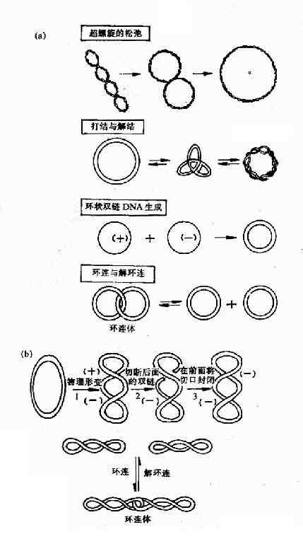 拓扑酶Ⅰ及Ⅱ的作用特点