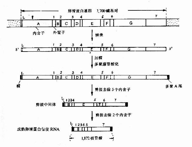 卵清蛋白基因转录及加工过程