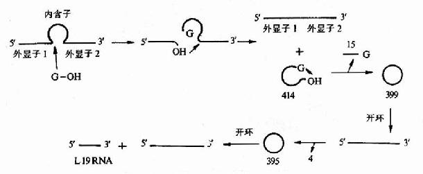 四膜虫rRNA前体的自我剪接