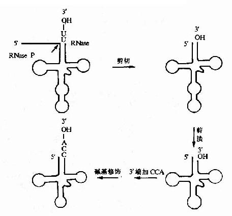 tRNA前体的加工