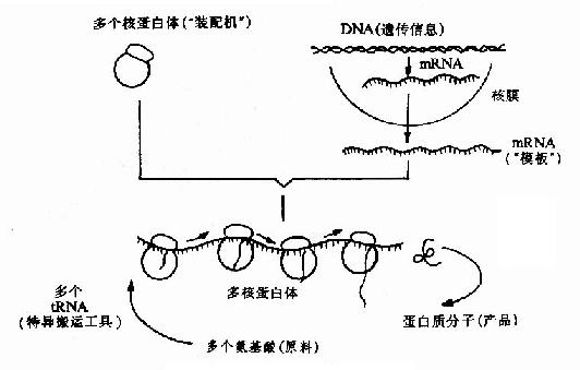 翻译过程的基本原理