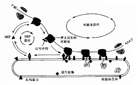 在蛋白质越过内质网的转运过程中，SRP和船坞蛋白（或SRP受体）的作用