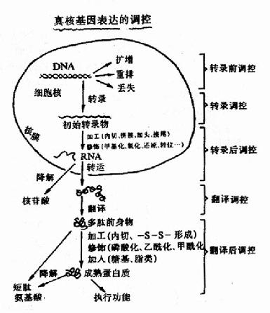 真核生物基因表达调控的可能环节