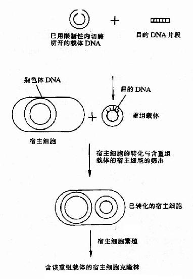 基本工程的基本程序