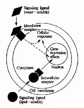 水溶性和脂溶性化学信号的转导
