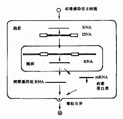 逆转录病毒正常复制周期主要步骤