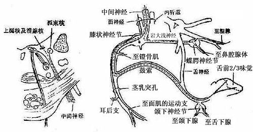 面神经通路