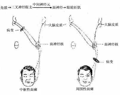 面神经核的核上支配