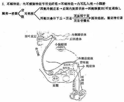 听觉径路