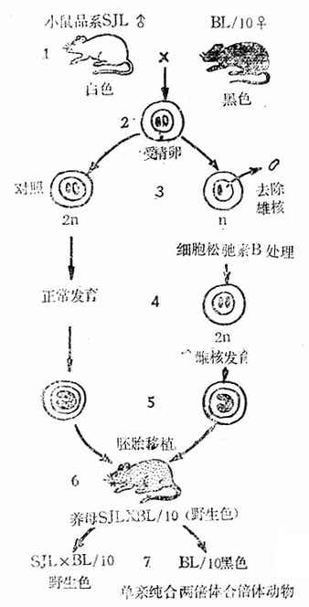 单亲双位体动物育成（雌核发育）