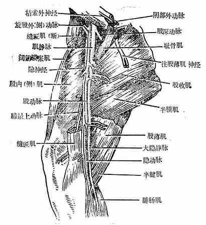 狗股部神经、血管解剖特点