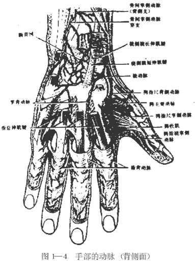 手部的动脉（背侧面）