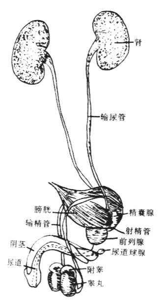 关元、中极