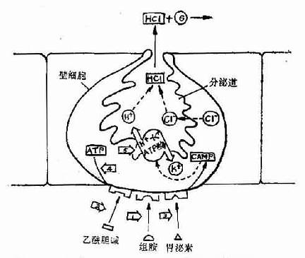 阻断壁细胞分泌胃酸之各类药物和制酸剂的作用环节