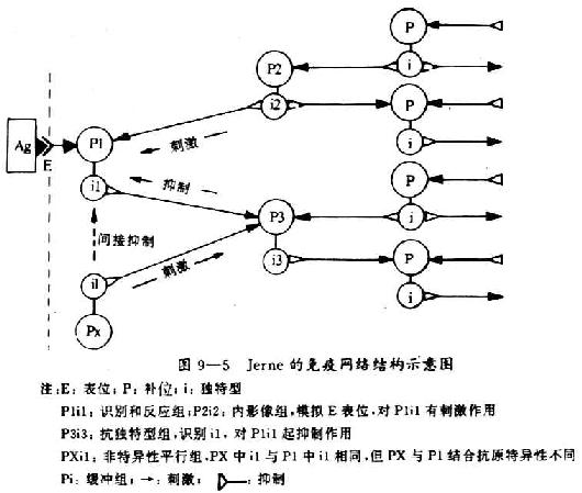 Jerne的免疫网络结构