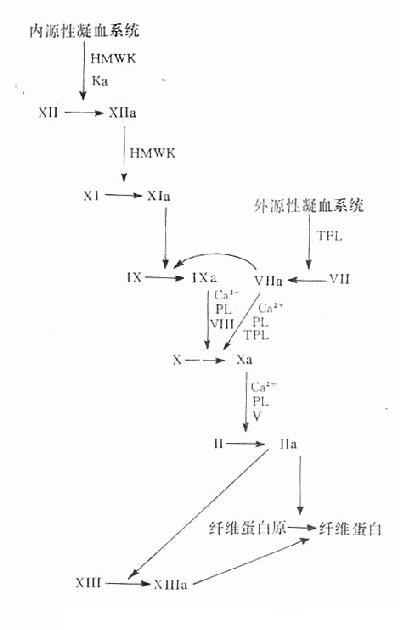 凝血机制图示