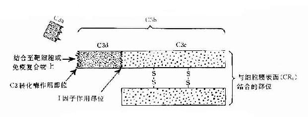 C3分子及其裂解产物生物活性示意图