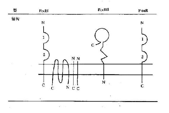 人Feα、Feε受体结构示意图