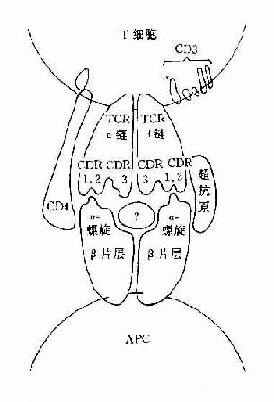 TCR识别超抗原