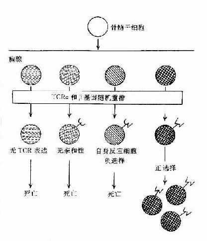 胸腺内TCR特异选择