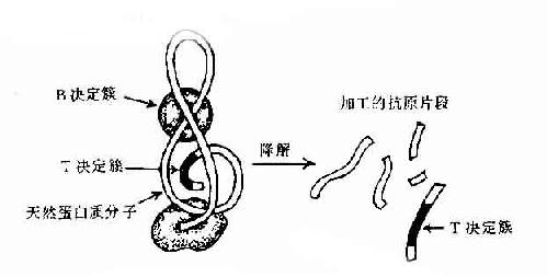 抗原分子的T与B决定簇