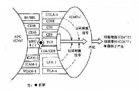 T细胞活化主要协同刺激分子（CM）及其受体分子（CMR）的组成和作用示意图