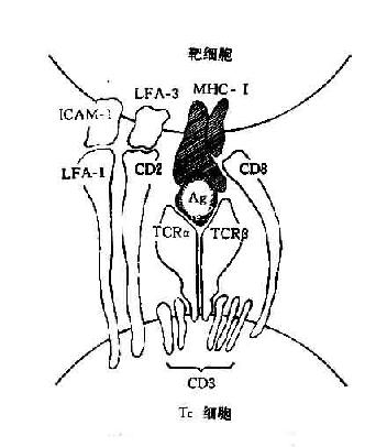 TC细胞抗原识别