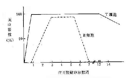 T、B 细胞发生耐受的不同特征