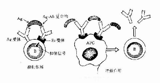 免疫复合物的免疫调节作用