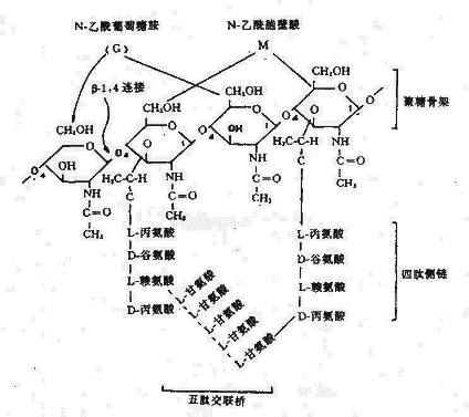 肽聚糖分子结构