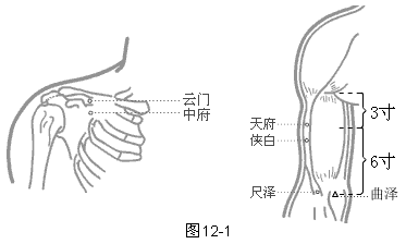 手太阴肺经穴