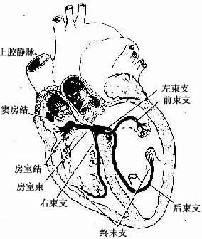 心脏传导系统分布模式图 