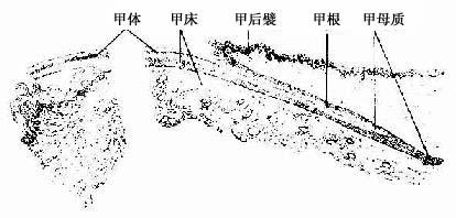 指甲纵切面 