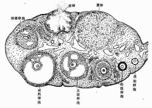 卵巢 